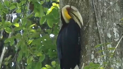 Tim Peneliti Unnes Berhasil Rekam Keberadaan Satwa Liar Endemik Gunung Ungaran