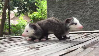 Beternak Musang, Warga Rembang Mendapatkan Cuan Belasan Juta per Bulan