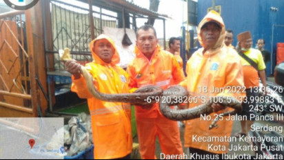 Ular Sanca Sepanjang Dua Meter Bersarang di Saringan Kali Item Kemayoran