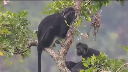 Tak Jadi Punah, Kini Lutung Jawa Terpantau Hidup Nyaman di Gunung Ungaran