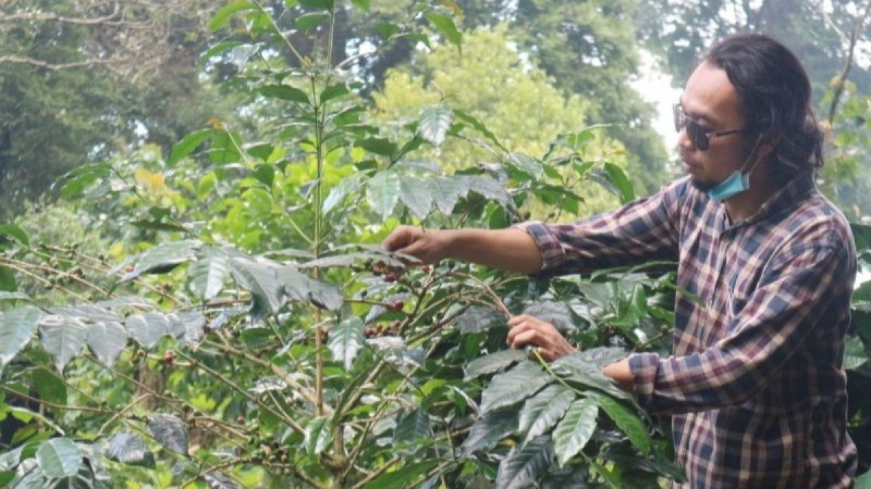 Produksi Kopi Robusta Kabupaten Bogor Capai 4.151 Ton Selama 2021
            - galeri foto