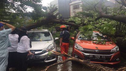 Pohon Berusia Puluhan Tahun Tumbang Timpa Tiga Unit Mobil di Depan Rumah Sakit Labuang Baji Makassar