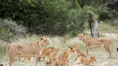 Waduh...Tiga Singa dan Dua Puma di Afsel Terinfeksi Corona