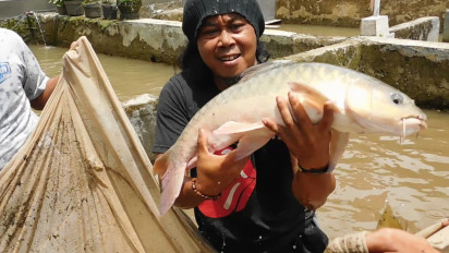 Jelang Imlek, Yuk! Lihat Budidaya Ikan Dewa di Cilongok Banyumas