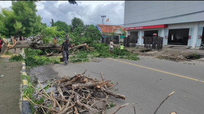 Rawan Tumbang, Pohon Lansia Ditebang untuk Cegah Kecelakaan