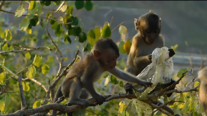 Menengok Goa Landak di Semarang, Malah Ketemu Banyak Kera