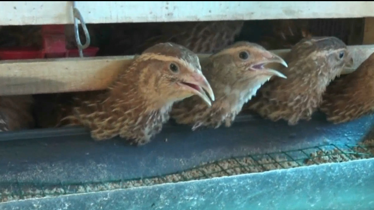 Beternak Burung Puyuh, Pemuda di Tuban Raup Keuntungan di Tengah Pandemi
            - galeri foto