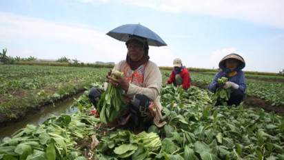 Sayur Mayur di Tangerang Terancam Gagal Panen Akibat Banjir