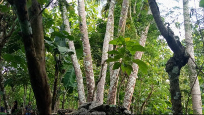 Unik, Pohon Kelapa di Gunungkidul Bercabang 6 Diyakini Bisa untuk Obat