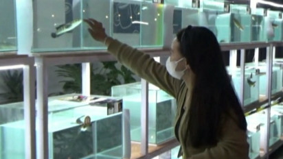 Tingkatkan Nilai Ekonomis, Ratusan Peserta Festival Ikan Hias Predator di Kobar Ramai Dikunjungi