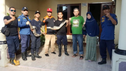 Petugas Evakuasi Biawak yang Bersarang di Rumah Warga di Tangerang