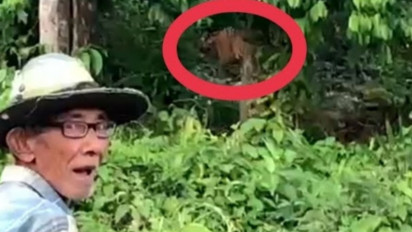 Warga Trumon Aceh Resah Dua Ekor Harimau Sumatera Sambangi Pemukiman 