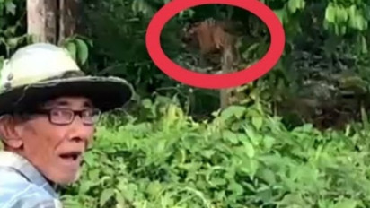 Warga Trumon Aceh Resah, Dua Ekor Harimau Sumatera Sambangi Permukiman