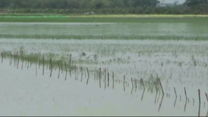 Puluhan Hektar Lahan Persawahan di Kabupaten Pati Terendam Banjir