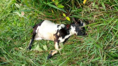 Dua Ekor Kambing Warga Mati Diterkam Harimau, BKSDA Aceh akan Pasang Perangkap