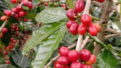 Kopi Gayo Juara Kompetisi Laku Rp2,5 juta per Kilogram