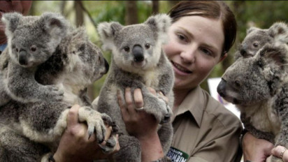 Cegah Kepunahan, Australia Tambah Anggaran Rp502,7 Miliar untuk Lindungi Habitat Koala