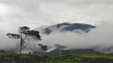 Tempat Wisata di Puncak