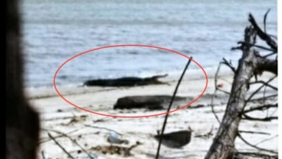 Mengerikan, Seekor Buaya Muara Tertangkap Kamera Warga Berjemur di Pantai Wisata Sungai Bakau