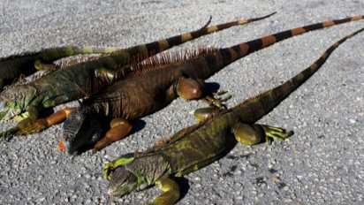 Suhu Ekstrem Melanda Kawasan Florida AS, Iguana Berjatuhan dari Pohon
