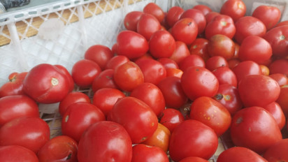 Pasokan Minim dari Petani, Harga Tomat di Pasar Kronong Probolinggo Tembus Rp 16 Ribu per Kilorgam