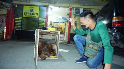 Polres Binjai Amankan Orangutan Sumatera yang Diselundupkan ke Medan
