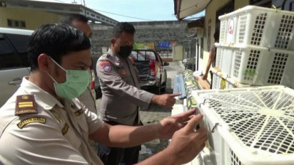 Penyelundupan 2.452 Ekor Burung Ilegal Digagalkan di Pelabuhan Bakauheni