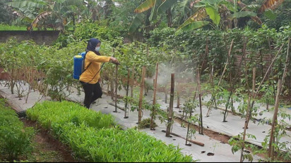 Kreatif! IRT di Pati Olah Sampah Dapur Jadi Pupuk Organik Padat dan Cair
