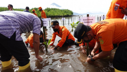 Cegah Abrasi di Bibir Pantai Basarnas Ternate Tanam 1050 Pohon Mangrove