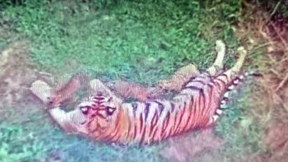 Gadis Lahirkan 3 Ekor Anak Harimau Sumatera