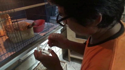 Usaha Alternatif di Masa Pandemi Covid-19, Ternak Burung Murai Batu, Hasilkan Puluhan Juta Rupiah