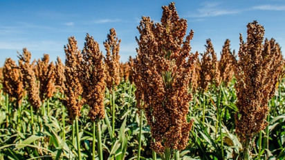 Sorgum, Tanaman Banyak Manfaat dengan Peluang Bisnis Melimpah