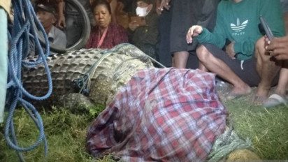 Buaya Viral Berkalung Ban di Sungai Palu Berhasil Dievakuasi