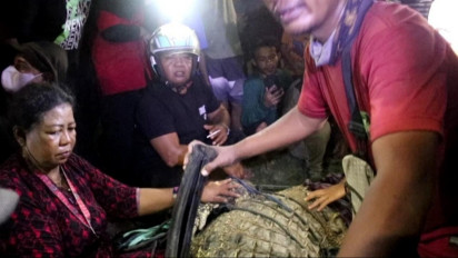 Alhamdulillah, Enam Tahun Berkalung Ban, Buaya Palu Terbebas Dari Jeratan Kalung Ban, Buayanya Kembali Dilepas di Sungai Palu