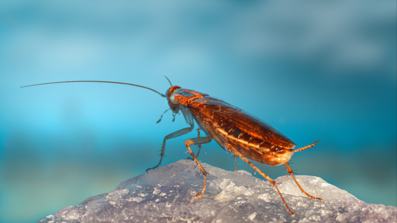 Daur Hidup Kecoa
            - galeri foto