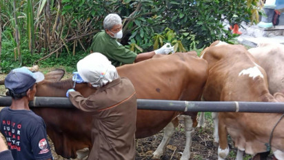 Cegah Antraks, Petugas Lakukan Vaksinasi Ribuan Ternak Sapi di Klaten