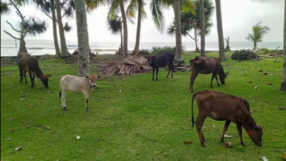 Melirik Sapi Krui, Hewan Ternak yang Sering Dijadikan Mahar Pernikahan Masyarakat Pesisir Lampung