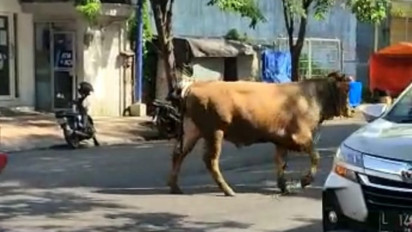 Lepas dari Pasar, Seekor Sapi Nyelonong ke Toko Roti di Banyuwangi 
