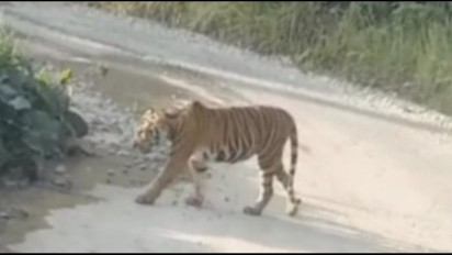 Warga Aceh Selatan Diterkam Harimau, BKSDA Pasang Perangkap