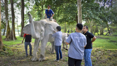 Monitoring Kesehatan Gajah Sumatera, Ini yang Dilakukan Tim Medis Veteriner