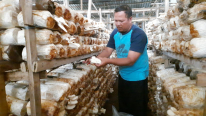 Budidaya Jamur Tiram, Seorang Warga Boyolali Hasilkan Puluhan Juta per Bulan