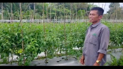 Wow! Baru Setahun Jadi Petani Tomat Bisa Hasilkan Uang Ratusan Juta Setiap 3 Bulan