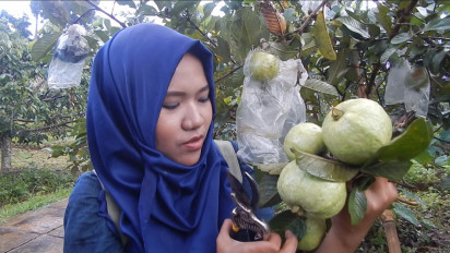 Suka Jus Jambu? Di sini Bisa Wisata sambil Petik Langsung Buah Jambu Getas Merah lho