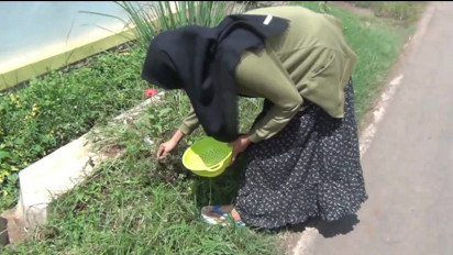 Dianggap Tak Bermanfaat, Tanaman Krokot Diolah Menjadi Permen Kesehatan