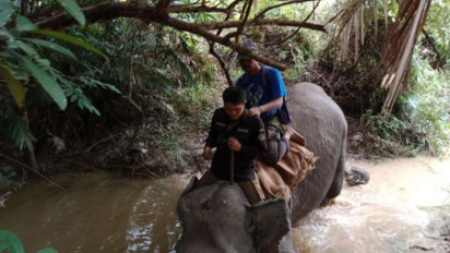 Tim KSDA Riau Kerahkan Gajah Jinak Untuk Giring Gajah Liar ke Hutan