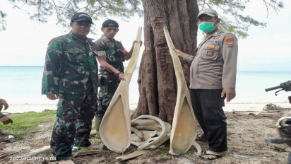 Warga Temukan Tulang Ikan Ukuran Raksasa di Pulau Kalao Toa Kepulauan Selayar