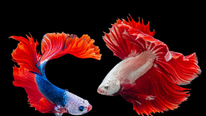 Daur Hidup Ikan Beserta Penjelasan Lengkapnya