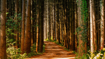 Hutan di Jawa dan Tranformasi Perhutani