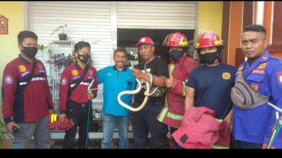 Tim Damkar Evakuasi Ular Kobra yang Masuk Halaman Rumah Warga