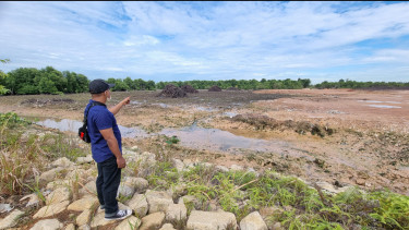 Aksi PerusakanÂ Hutan Mangrove Marak di Batam